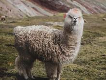 How To Wash Alpaca wool?