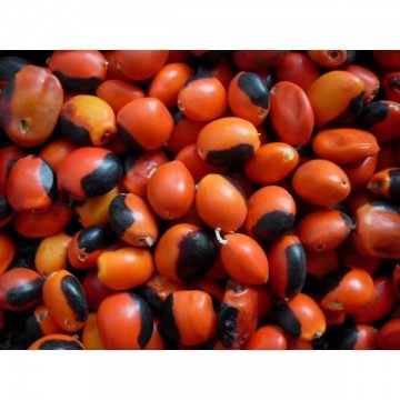 Huayruro seed- lucky seed - gelukt zaden per 20 stuks