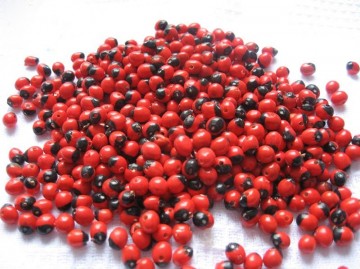 Baby huayruro zaden x 20 stuks