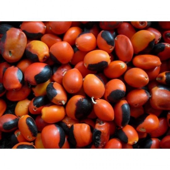 Huayruro seed- lucky seed - gelukt zaden per 20 stuks