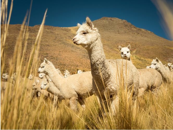 the habitad of the alpacas